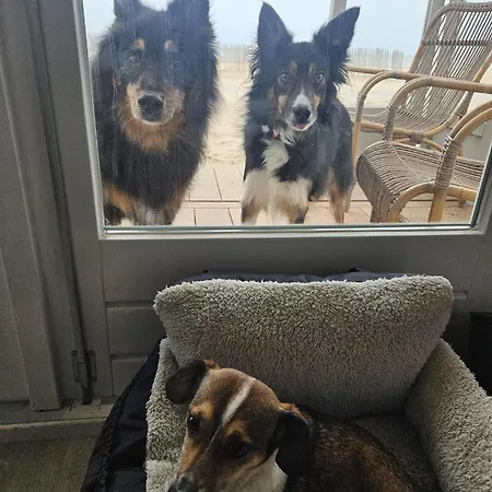Skip Strandhuisjes * Katwijk aan Zee
