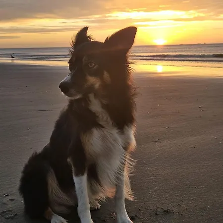 Skip Strandhuisjes