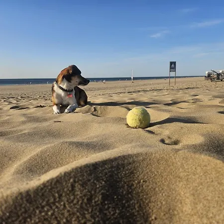 Σπίτι διακοπών Skip Strandhuisjes Katwijk aan Zee