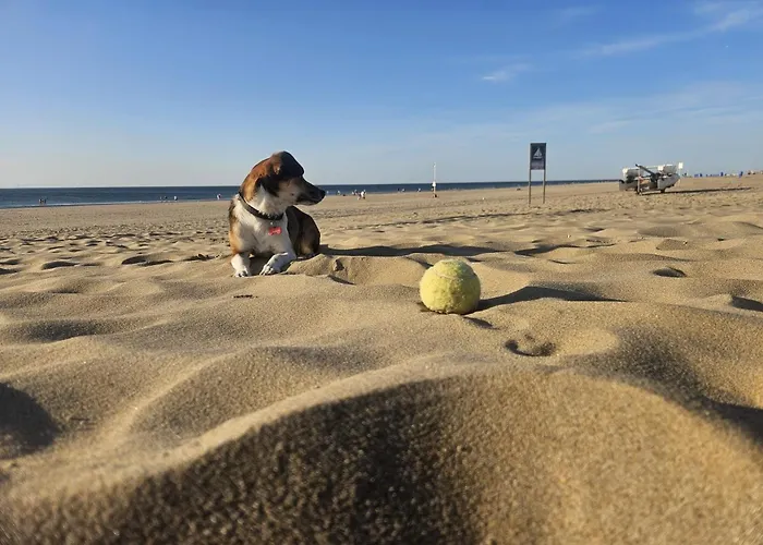 Dom wakacyjny Skip Strandhuisjes Katwijk aan Zee